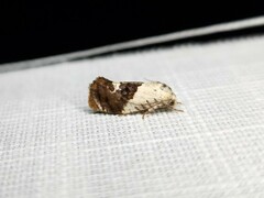 Hypertropha chlaenota