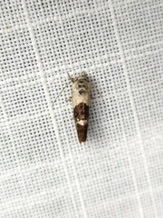 Hypertropha chlaenota