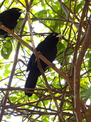 Amblycercus holosericeus