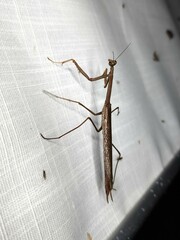Archimantis latistyla