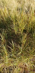 Dracophyllum longifolium