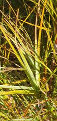 Dracophyllum longifolium