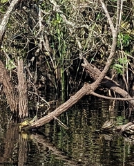 Pseudemys peninsularis