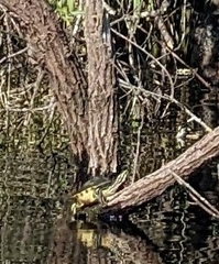 Pseudemys peninsularis