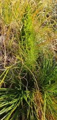 Aciphylla crenulata