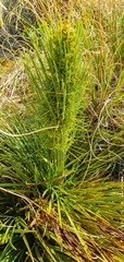 Aciphylla crenulata