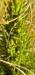 Aciphylla crenulata