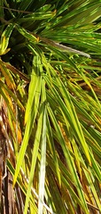 Aciphylla crenulata