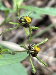 Sigesbeckia orientalis