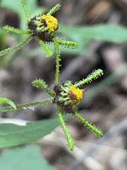 Sigesbeckia orientalis