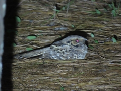 Nyctidromus albicollis