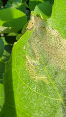 Choreutis nemorana