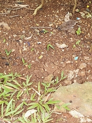 Duttaphrynus melanostictus