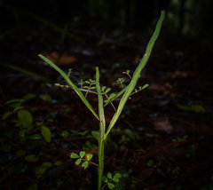 Carmichaelia australis