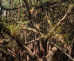 Tillandsia variabilis