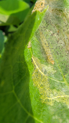 Choreutis nemorana