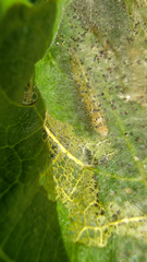 Choreutis nemorana