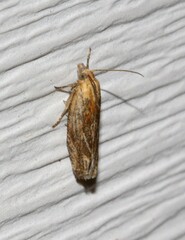 Eucosma