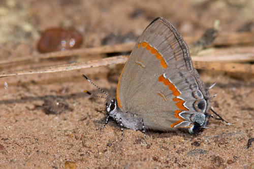 Red-banded Hairstreak, photo 4 of 10