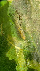 Choreutis nemorana