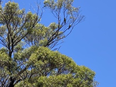 Platycercus caledonicus