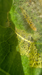 Choreutis nemorana