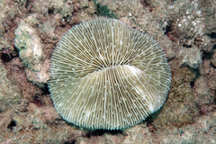 Fungia fungites
