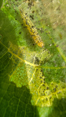 Choreutis nemorana