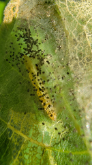 Choreutis nemorana