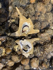 Malleus meridianus