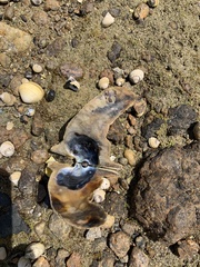 Malleus meridianus