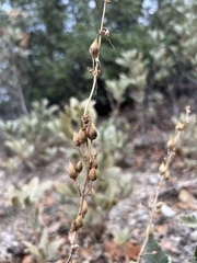 Penstemon centranthifolius