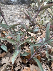 Penstemon centranthifolius