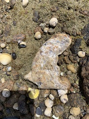 Malleus meridianus