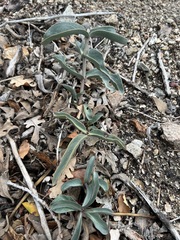 Penstemon centranthifolius