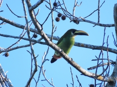 Aulacorhynchus prasinus