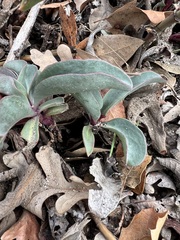 Penstemon centranthifolius