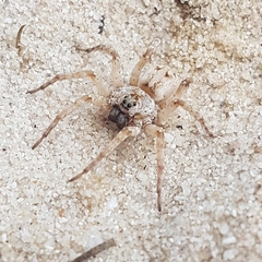 Tetralycosa