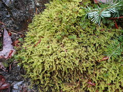 Racomitrium elongatum