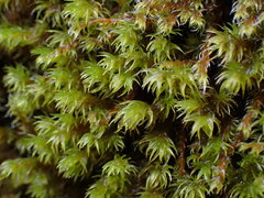 Racomitrium heterostichum