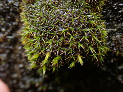 Schistidium papillosum