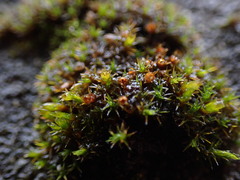 Schistidium papillosum