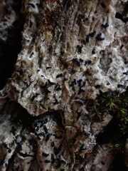 Alyxoria varia