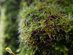 Syntrichia