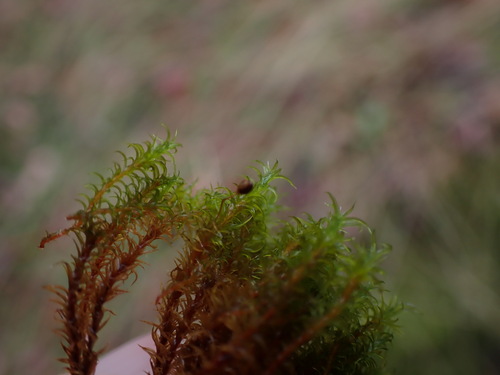 Image of Racomitrium macounii by no rights reserved