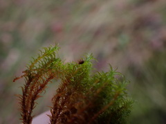 Racomitrium macounii