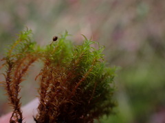 Racomitrium macounii