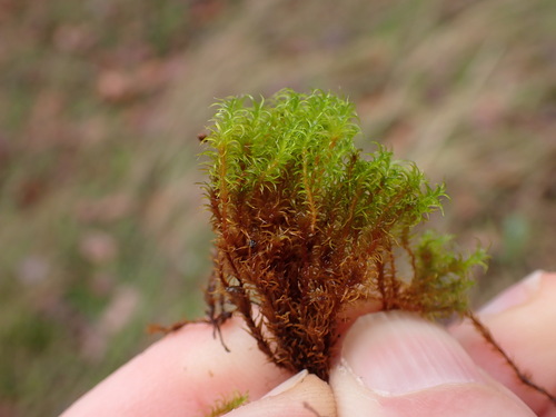 Image of Racomitrium macounii by no rights reserved
