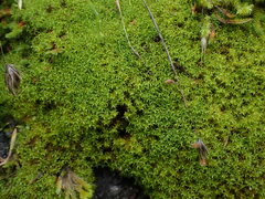 Racomitrium macounii