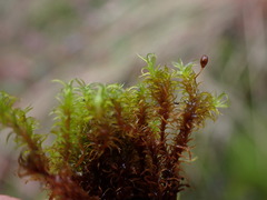 Racomitrium macounii